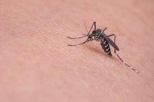 Sutra tretman suzbijanja larvi komaraca - Hit Radio Pozarevac, Branicevski okrug
